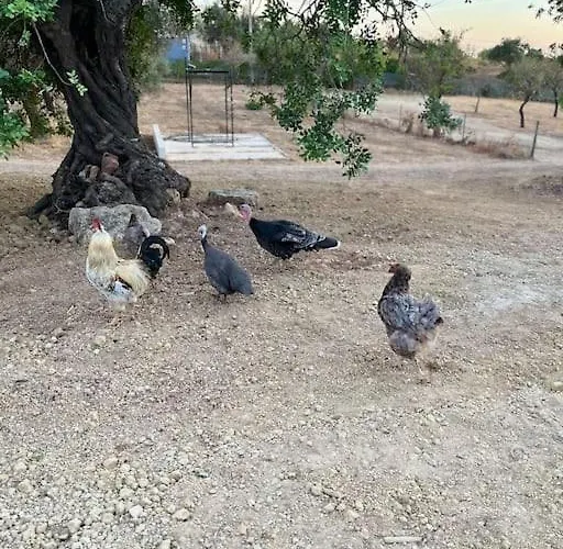 Quinta Da Alfarrobeira Peaceful Countryside *